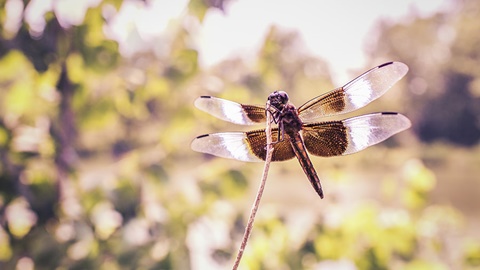 A-level物理量知识