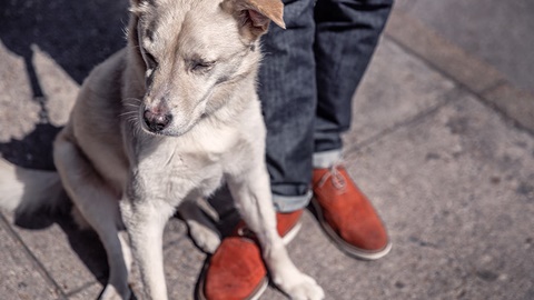 留学英国读IB还是A-level