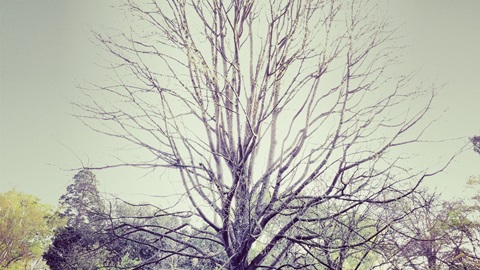 O-level考试,经验分享,新加坡