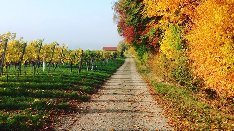 A-level,A-level高中