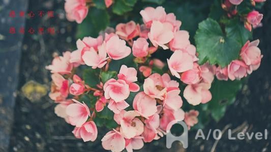 A-Level考试生物会考哪些内容