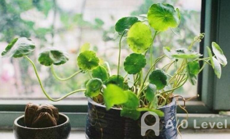 A-Level会计考试备考：电脑会计