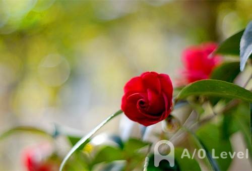 O-Level考试备考提分10大技巧简单介绍（2）