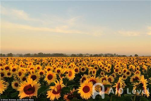 O-Level生物考试备考易错知识点汇总（1）